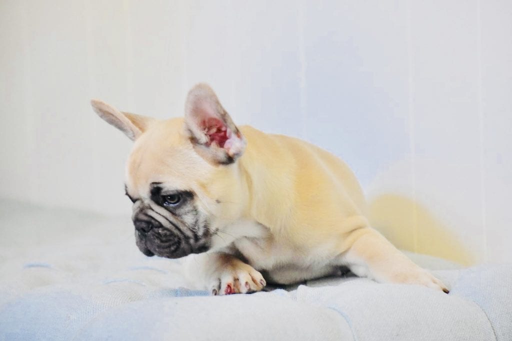 fawn french bulldog looking down