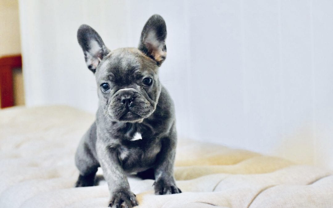 Is a French Bulldog right for my family?