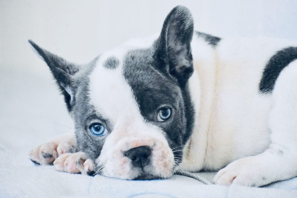blue eyed grey pied frenchie close up