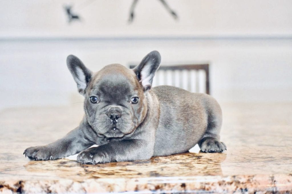 blue frenchie laying down looking at camera