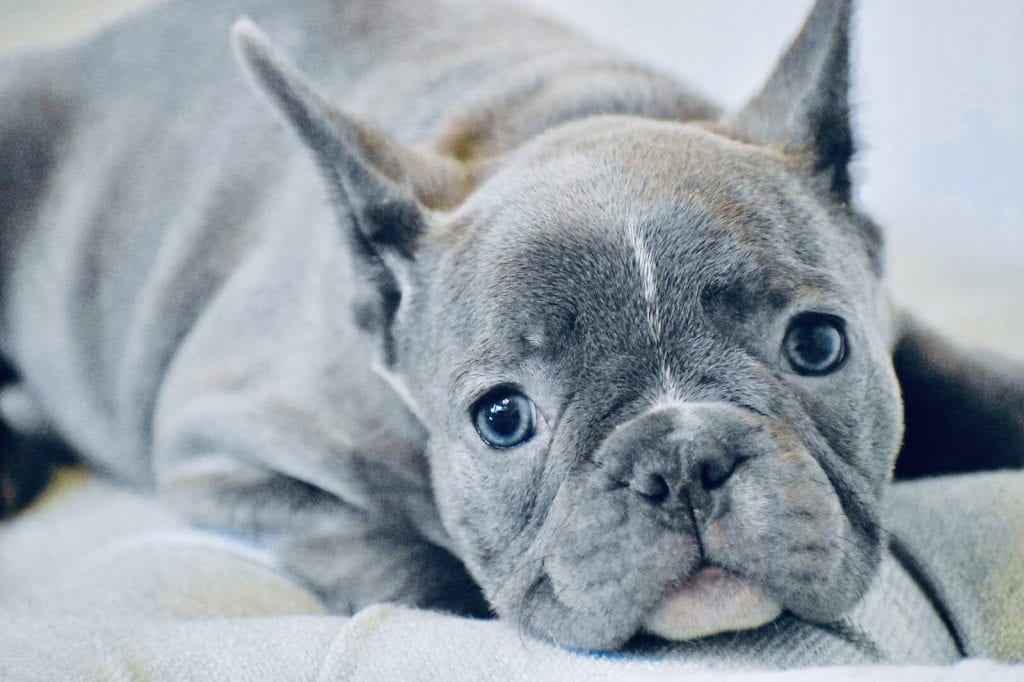 blue french bulldog blue eyes