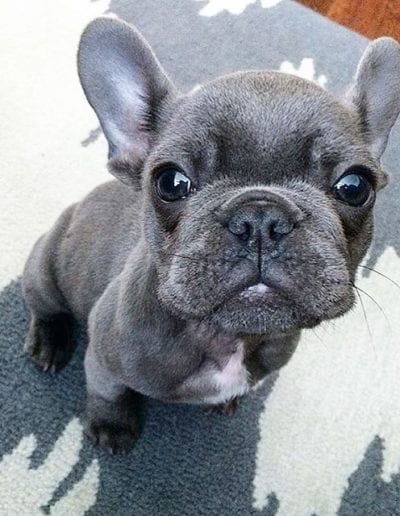 Can't wait for a basket full of these! One of my baby blues with _windycityfrenchie