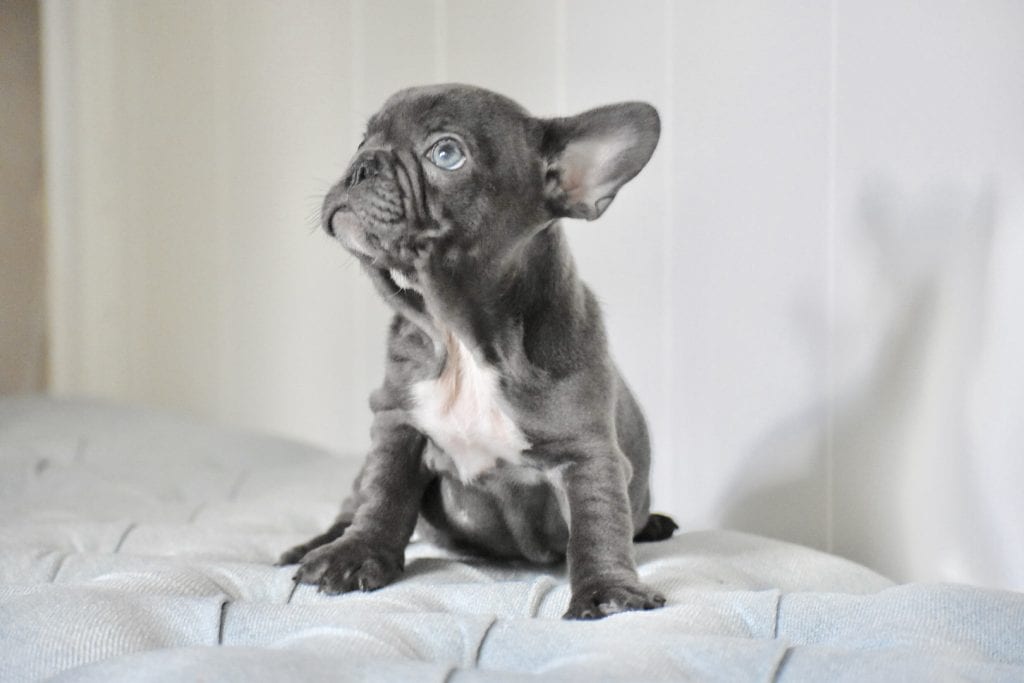 blue and white french bulldog sitting looking up