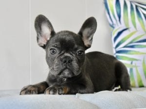 blue french bulldog puppy laying down