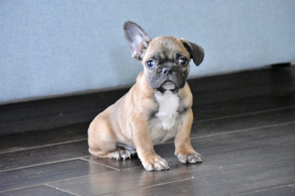 fawn frenchie sitting looking at camera one ear up