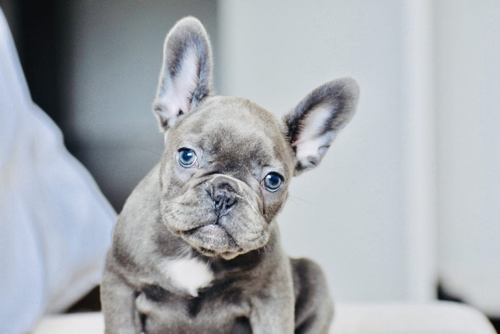 blue french bulldog puppy looking at camera