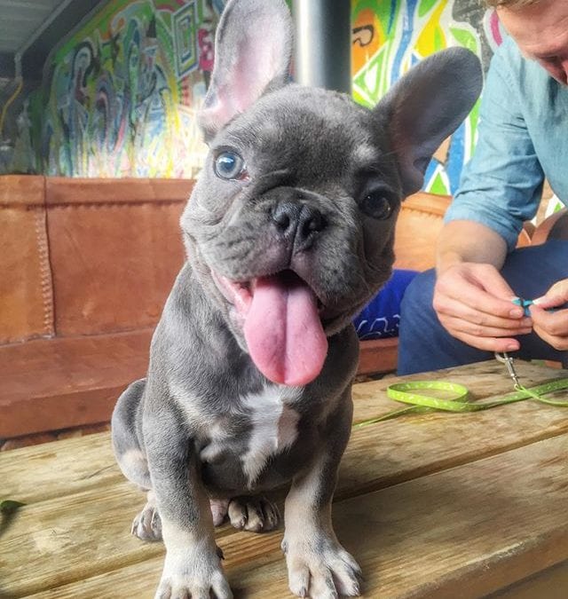 5 Tips to help your French Bulldog’s stomach