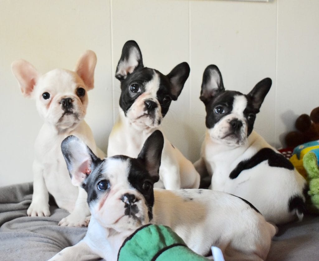 white and cream french bulldogs with with black ears
