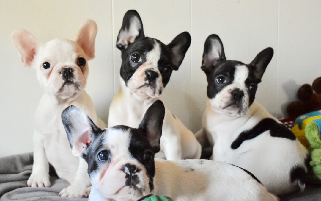 The Adorable & Lovable History of the French Bulldogs aka The Frenchie