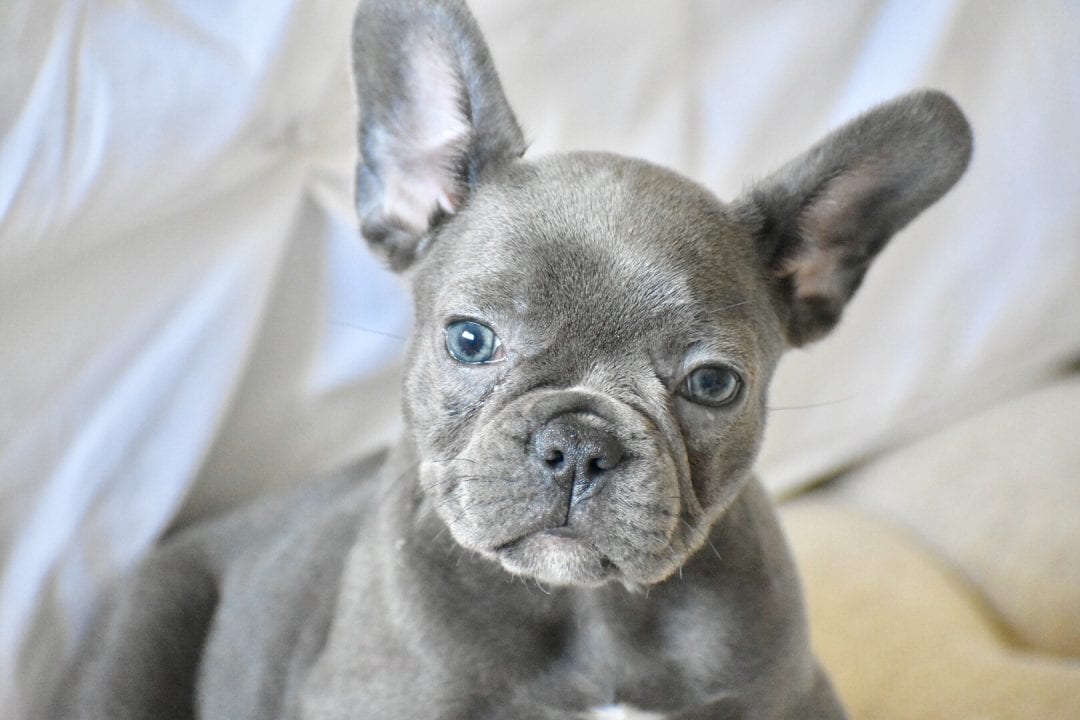 Heart Melting Blue Brindle French Bulldog Puppies Available