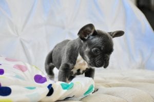 blue french bulldog puppy looking curious
