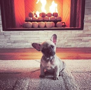 fawn french bulldog sitting in front of fireplace