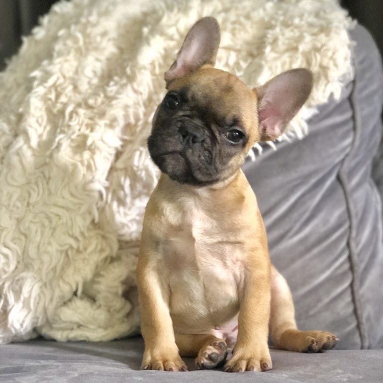 The Cutest French Bulldogs in all of Texas | French Bulldogs Texas