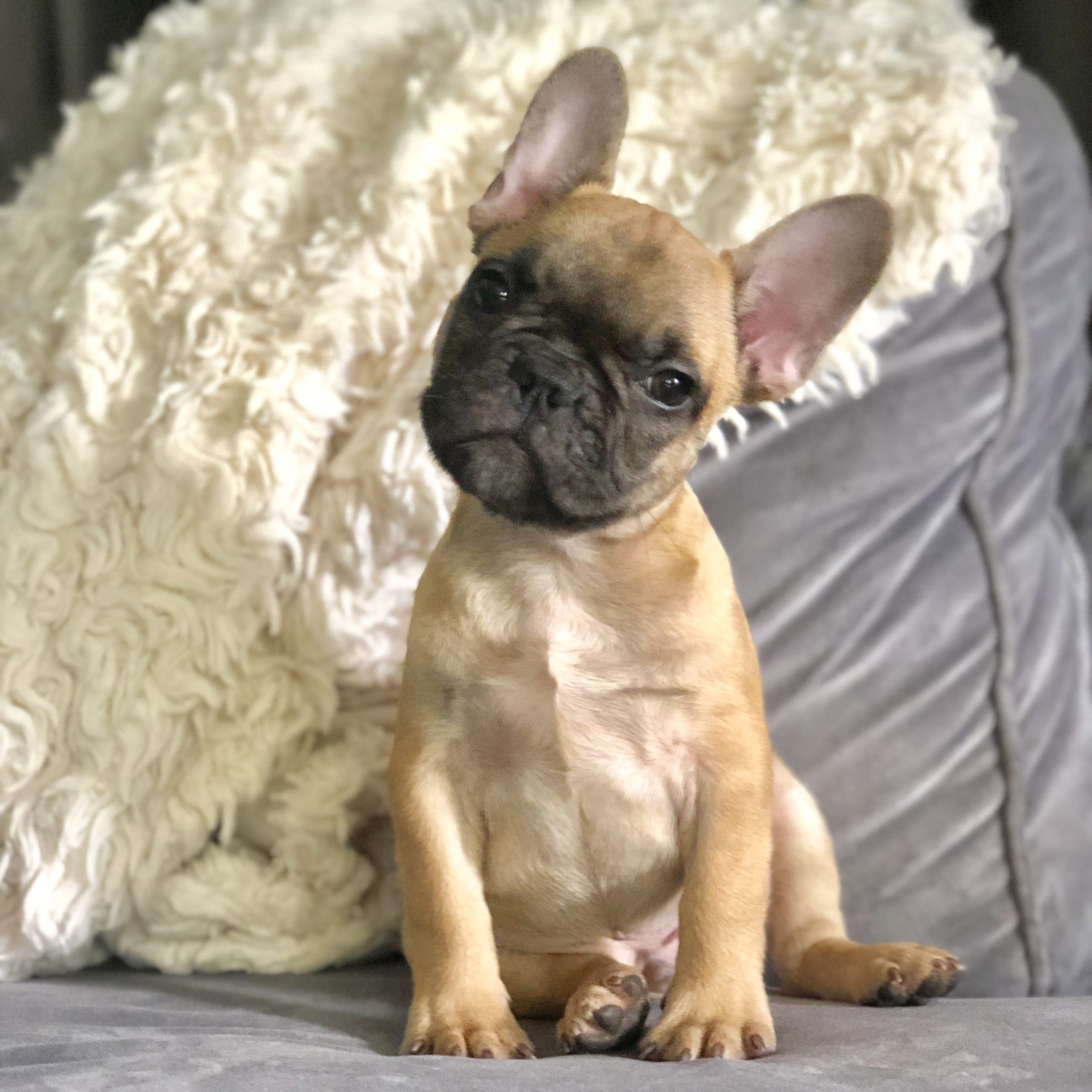 The Cutest French Bulldogs in all of Texas | French Bulldogs Texas