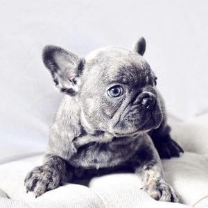 blue french bulldog laying looking right with blue eyes