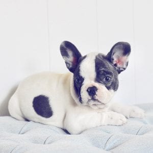 pied french bulldog laying down looking left