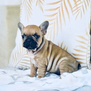 chunky black and tan french bulldog sitting