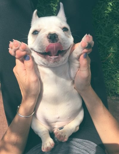 happy cream frenchie puppy with his belly showing
