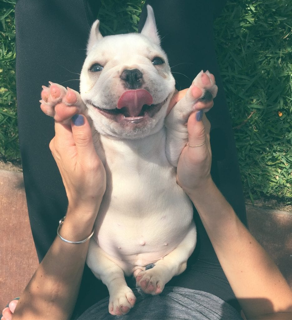 happy cream frenchie puppy with his belly showing