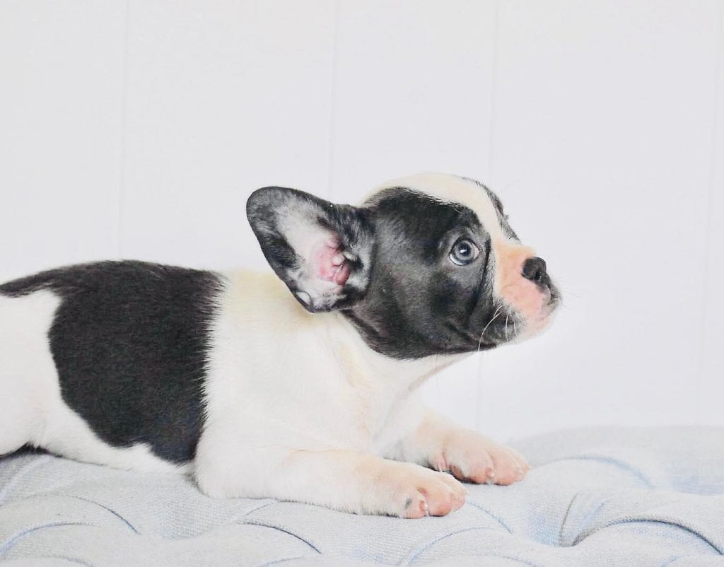 Pied french bulldog laying down in houston