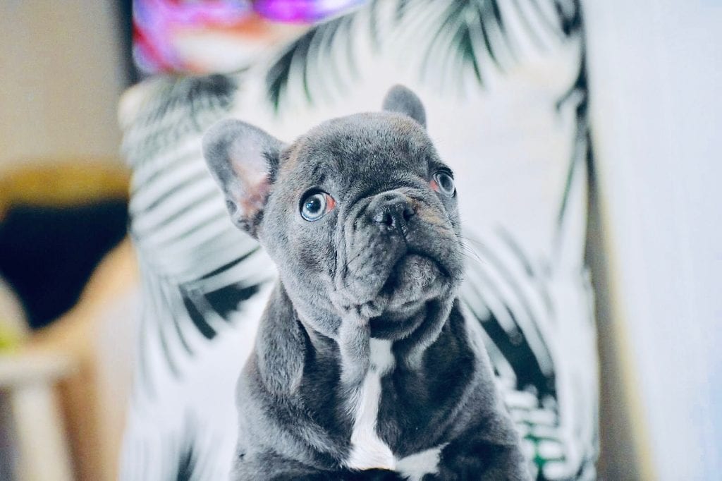 blue and white french bulldog looking up