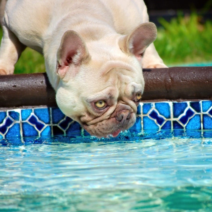 French Bulldogs & Swimming