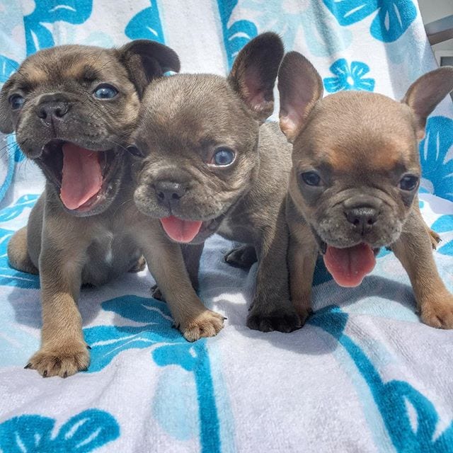 three french bulldog puppies sitting together