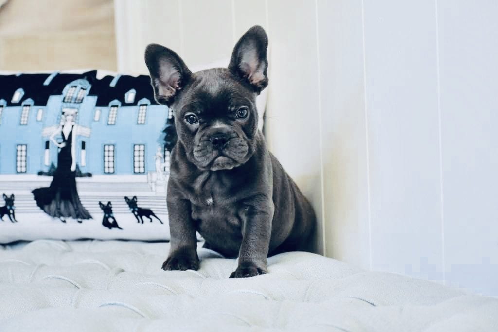 grey frenchie sitting looking at camera