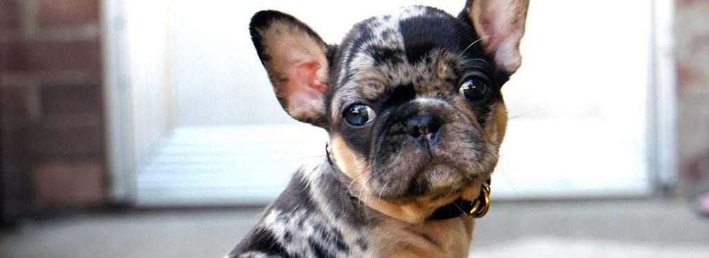 tri color merle french bulldog puppy close up