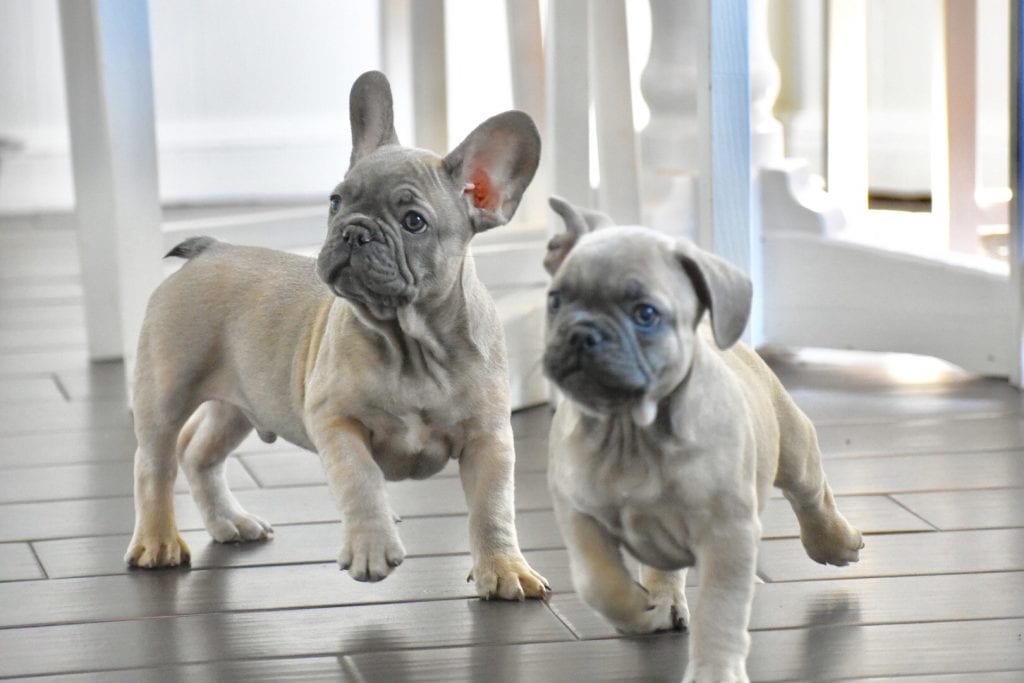 ▻ French Bulldog [2020] History, Appearance, Temperament