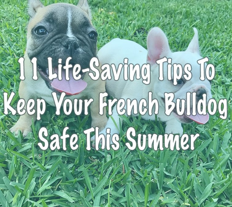 11 Life-Saving Tips To Keep Your French Bulldog Safe This Summer