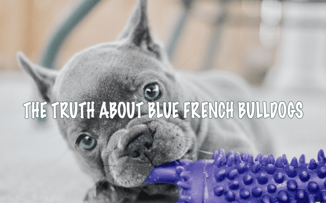 The Truth about Blue French Bulldogs