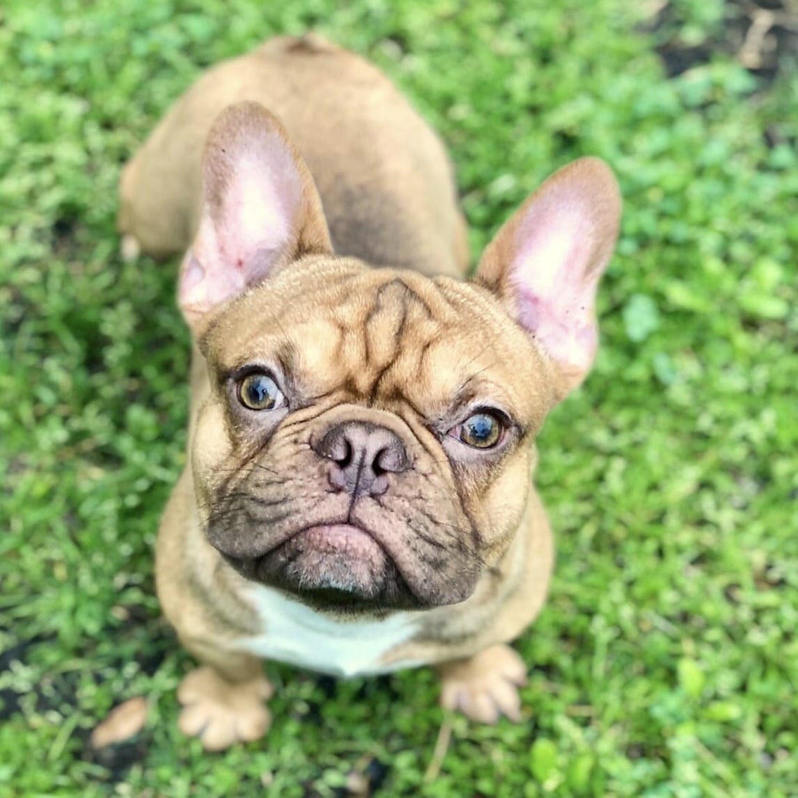 French Bulldog Puppies For Sale in Houston