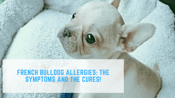 French Bulldog Allergies: The Symptoms and the Cures!