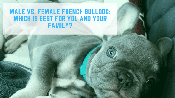 Male vs. Female French Bulldog: Which is Best for You and Your Family?