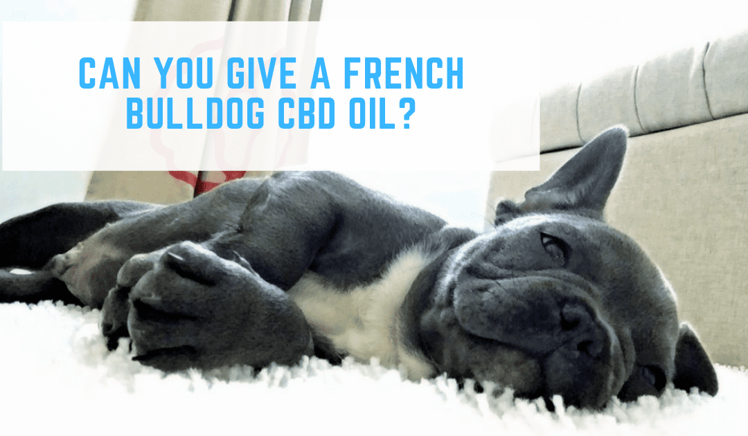 Can You Give A French Bulldog CBD Oil?
