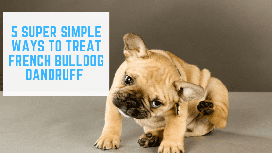 5 Super Simple Ways to Treat French Bulldog Dandruff