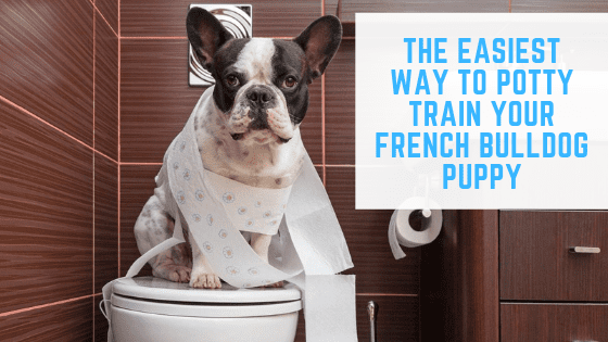 The Easiest way to potty Train Your French Bulldog Puppy