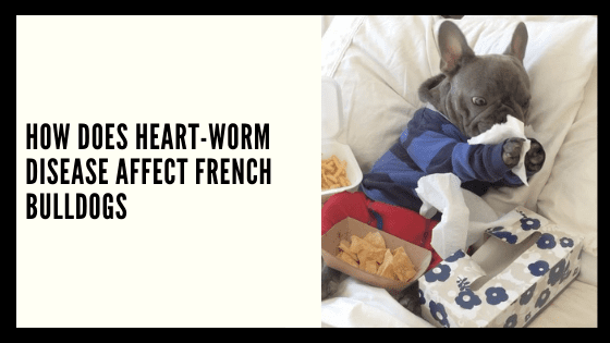 How does Heart-worm Disease affect French Bulldogs?