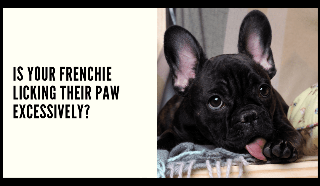 Is your French Bulldog Licking his Paw Excessively?