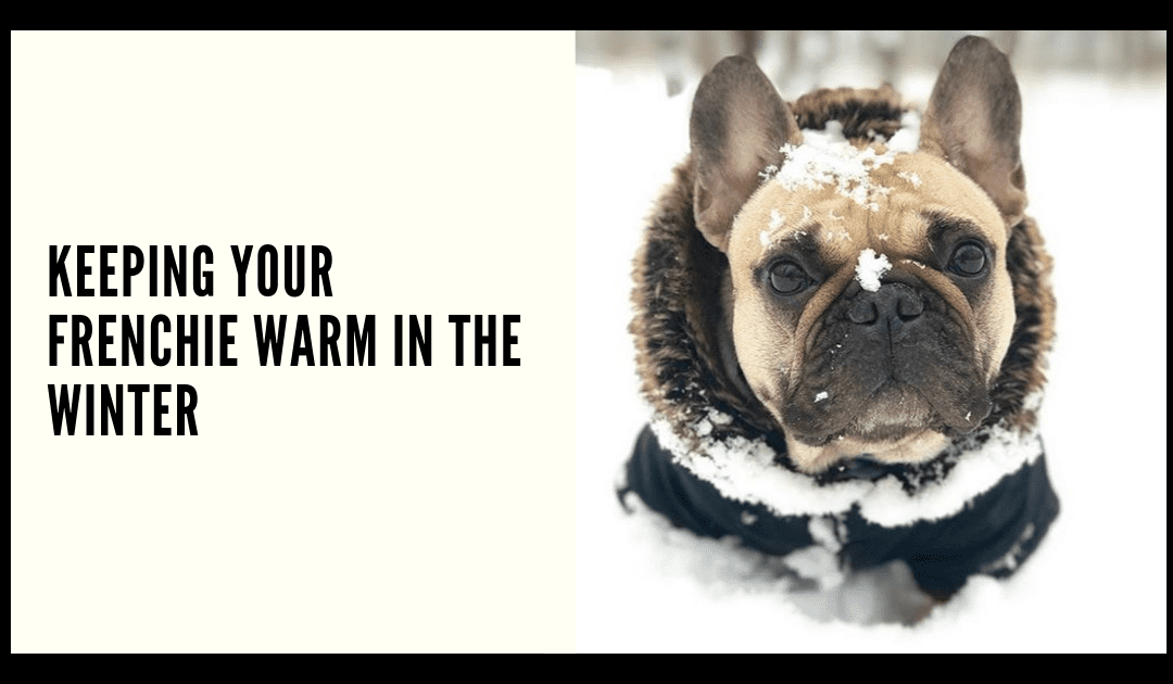 Keeping your Frenchie Warm in the Winter