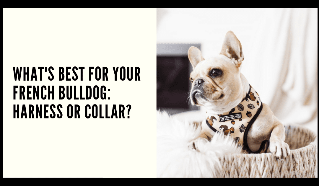 What’s best for your French Bulldog: Harness or Collar?