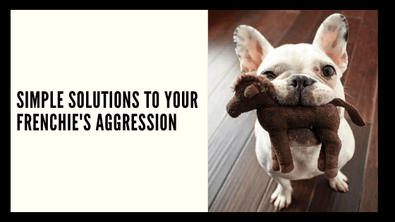 Simple solutions to your Frenchie’s Aggression