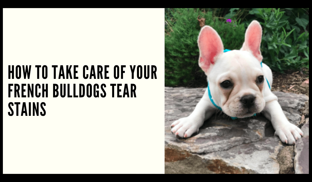How to Take Care of your French Bulldogs Tear Stains