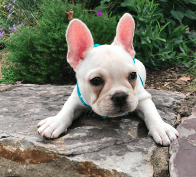 French bulldog hot sale eye stains