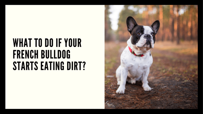What to do if Your French Bulldog Starts Eating Dirt?