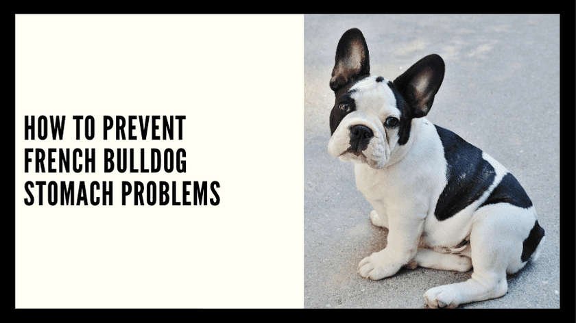 How to Prevent French Bulldog Stomach Problems