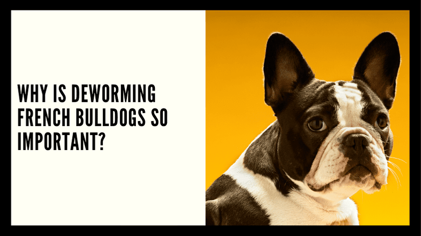 Why is Deworming French Bulldogs so Important?