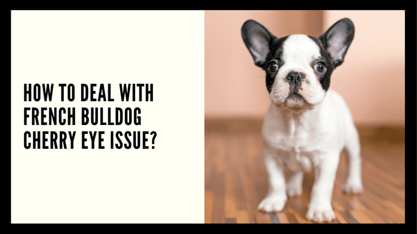 How To Deal With French Bulldog Cherry Eye Issue?