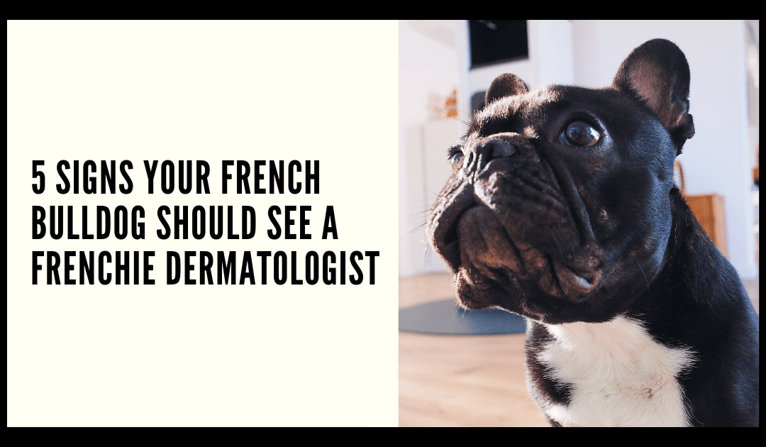 5 Signs your French Bulldog Should see a Frenchie Dermatologist